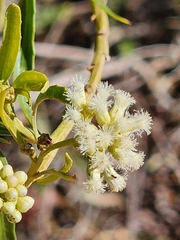 Baccharis salicifolia