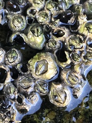 Semibalanus balanoides