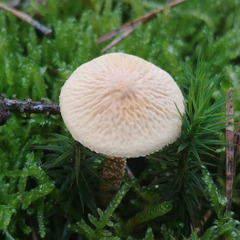 Cystoderma