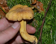 Amethystini