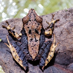 Pristimantis thectopternus