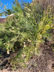 Baccharis salicifolia