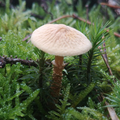 Cystoderma