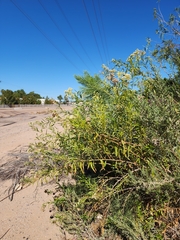 Baccharis salicifolia