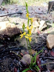 Diuris aurea