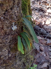 Pleopeltis polylepis