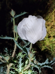 Argemone pleiacantha