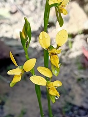 Diuris aurea