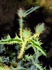 Argemone pleiacantha