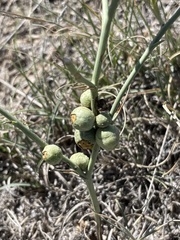 Antistrophus pisum