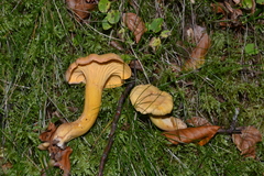 Amethystini