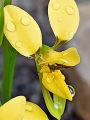 Diuris aurea