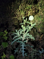 Argemone pleiacantha