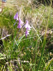 Dierama mossii