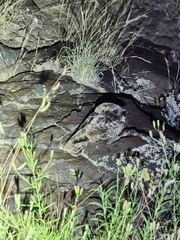 Phalaenoptilus nuttallii