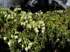 Phyllodoce glanduliflora