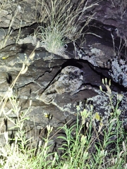 Phalaenoptilus nuttallii