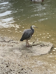 Egretta novaehollandiae novaehollandiae