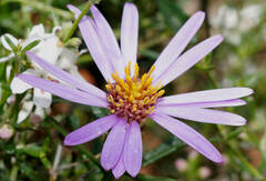 Olearia magniflora