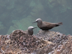 Anous stolidus galapagensis
