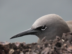 Anous stolidus galapagensis