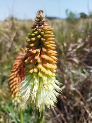 Kniphofia ensifolia