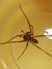 Eratigena atrica