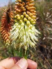 Kniphofia ensifolia