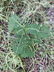 Phyllanthus urinaria