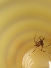Eratigena atrica