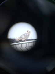 Bubo scandiacus