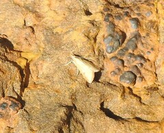 Donacaula melinellus