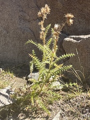 Cirsium eatonii
