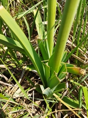 Kniphofia ensifolia