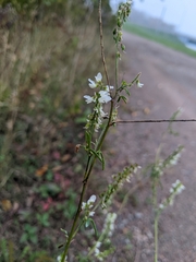 Melilotus albus image