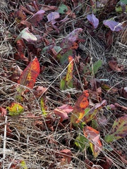 Anemopsis californica