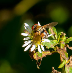 Gymnoclytia