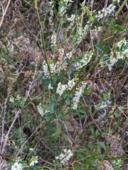 Melilotus albus image