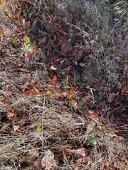 Anemopsis californica