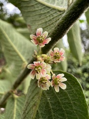 Phyllanthus salviifolius