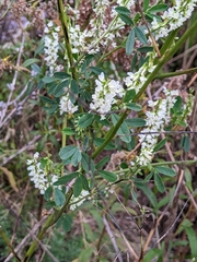 Melilotus albus image
