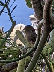 Serinus canaria