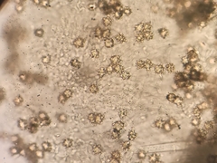 Asterophora lycoperdoides