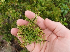 Leptecophylla juniperina