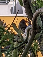 Serinus canaria
