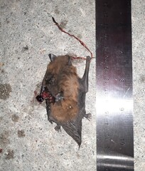 Nycticeius humeralis