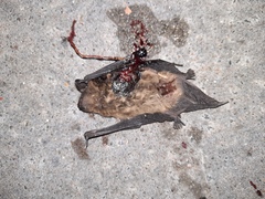 Nycticeius humeralis