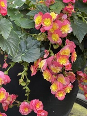 Begonia × hiemalis