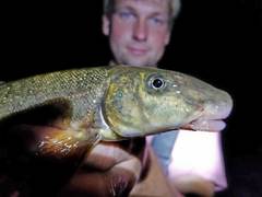 Catostomus catostomus