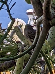 Serinus canaria